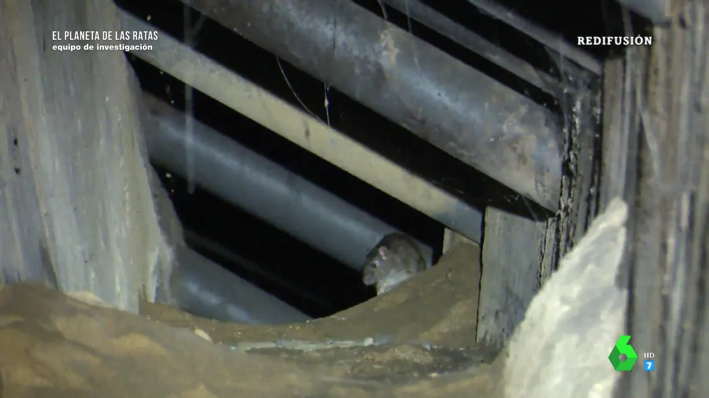 El rastro de las ratas en Madrid se extiende por 4.500 kilómetros de galerías, túneles y canales El rastro de las ratas en Madrid se extiende por 4.500 kilómetros de galerías, túneles y canales