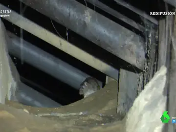 El rastro de las ratas en Madrid se extiende por 4.500 kilómetros de galerías, túneles y canales