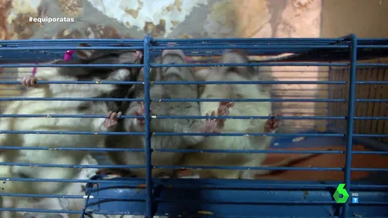 Hasta 20 tipos de ratas hacinadas en 12 jaulas: Equipo de Investigación graba el interior de un criadero que carece de permisos Hasta 20 tipos de ratas hacinadas en 12 jaulas: Equipo de Investigación graba el interior de un criadero que carece de permisos