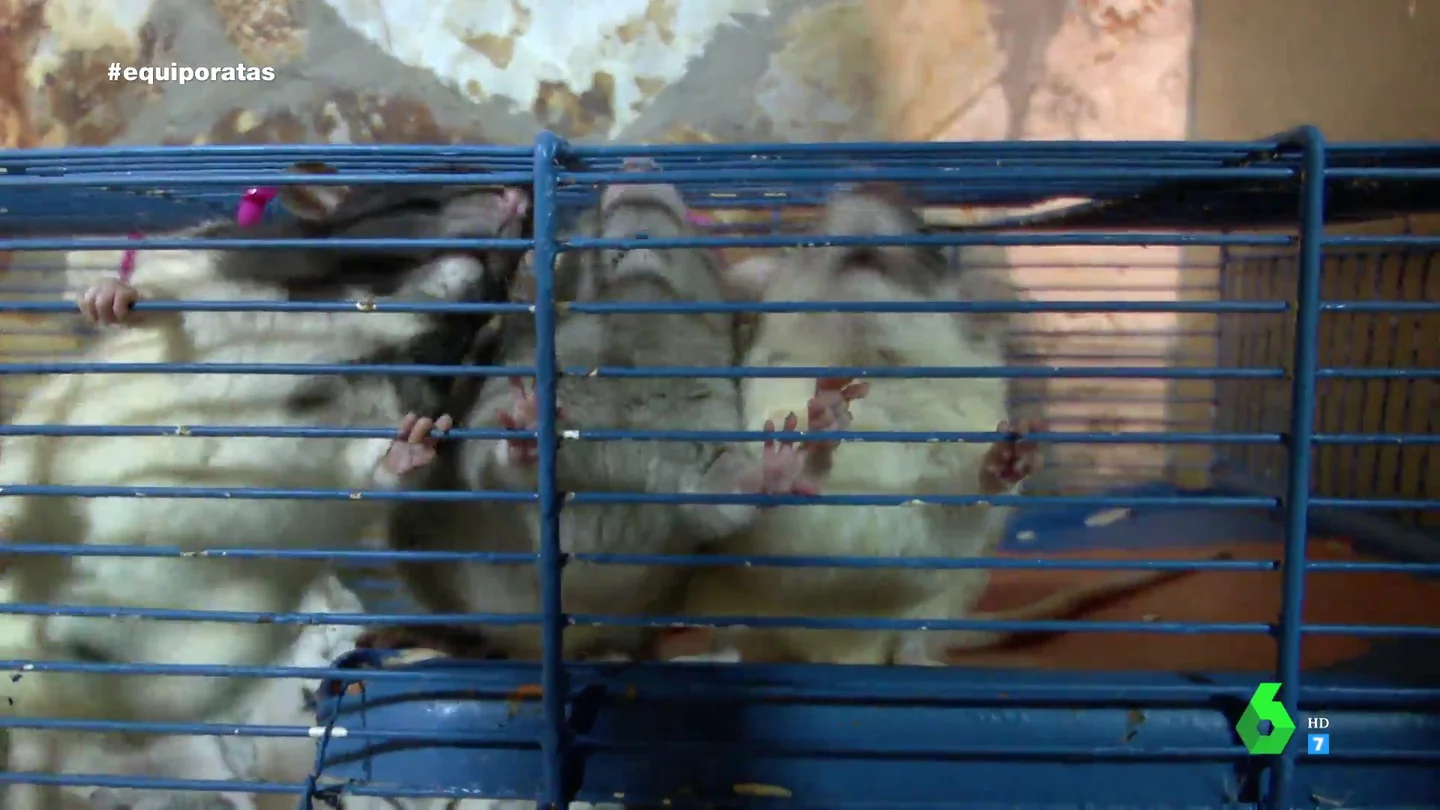 Hasta 20 tipos de ratas hacinadas en 12 jaulas: Equipo de Investigación graba el interior de un criadero que carece de permisos Hasta 20 tipos de ratas hacinadas en 12 jaulas: Equipo de Investigación graba el interior de un criadero que carece de permisos