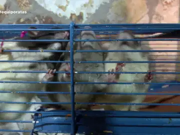 Hasta 20 tipos de ratas hacinadas en 12 jaulas: Equipo de Investigación graba el interior de un criadero que carece de permisos 