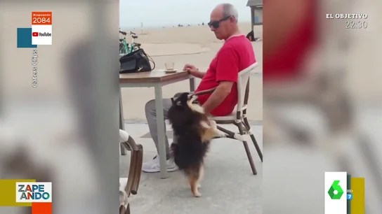 baile perro baile perro
