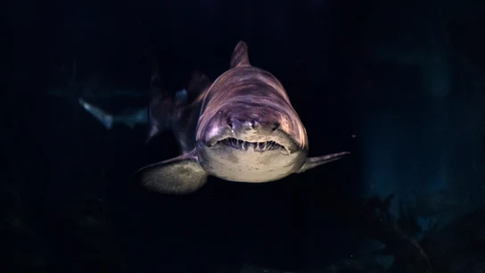 Cuántos dientes tienen los tiburones Cuántos dientes tienen los tiburones