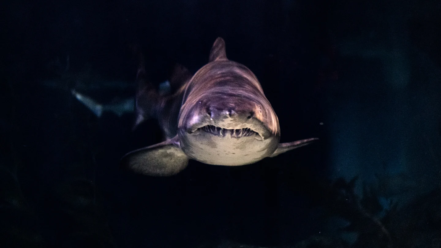 Cuántos dientes tienen los tiburones Cuántos dientes tienen los tiburones