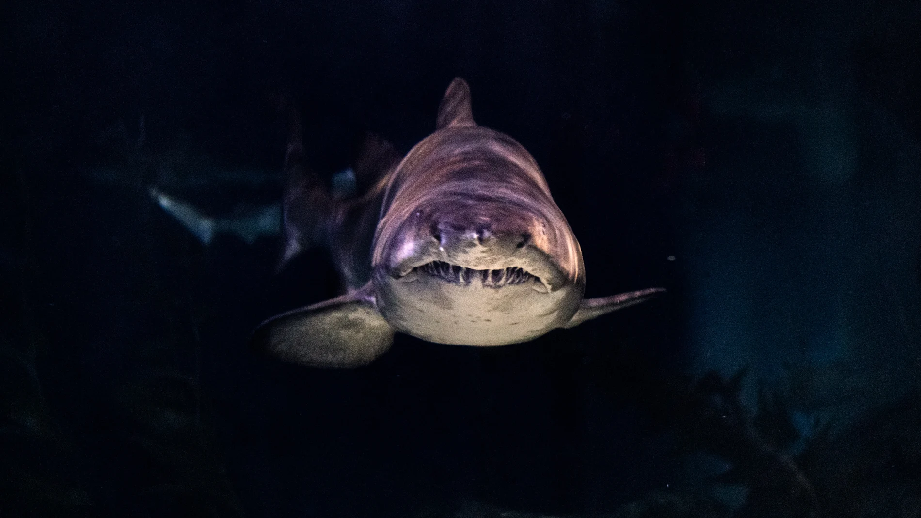 Cuántos dientes tienen los tiburones
