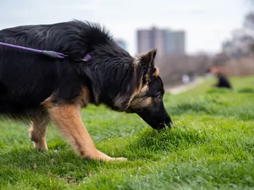Perro en la hierba Perro en la hierba