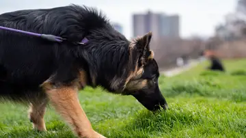 Perro en la hierba