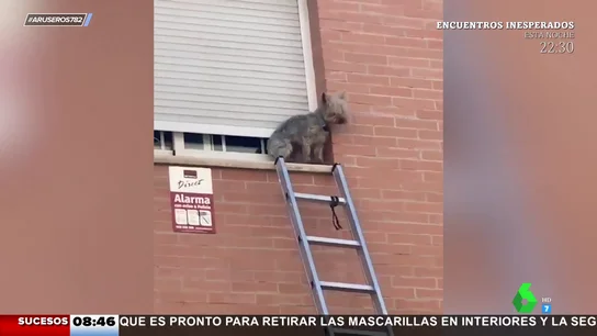 rescate perro sevilla rescate perro sevilla