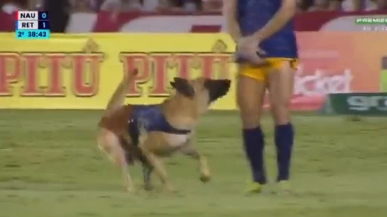 Un perro policía Un perro policía