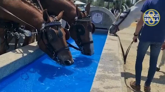 Emergencias Sevilla recuerda que los caballos necesitan "descanso y beber agua" tras la muerte de un animal en la Feria de Abril Emergencias Sevilla recuerda que los caballos necesitan "descanso y beber agua" tras la muerte de un animal en la Feria de Abril