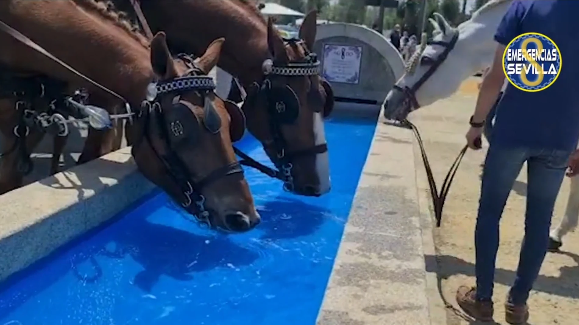 Emergencias Sevilla recuerda que los caballos necesitan &quot;descanso y beber agua&quot; tras la muerte de un animal en la Feria de Abril