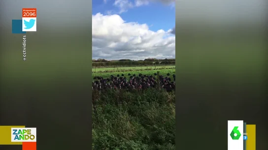 pavos cerdos def pavos cerdos def