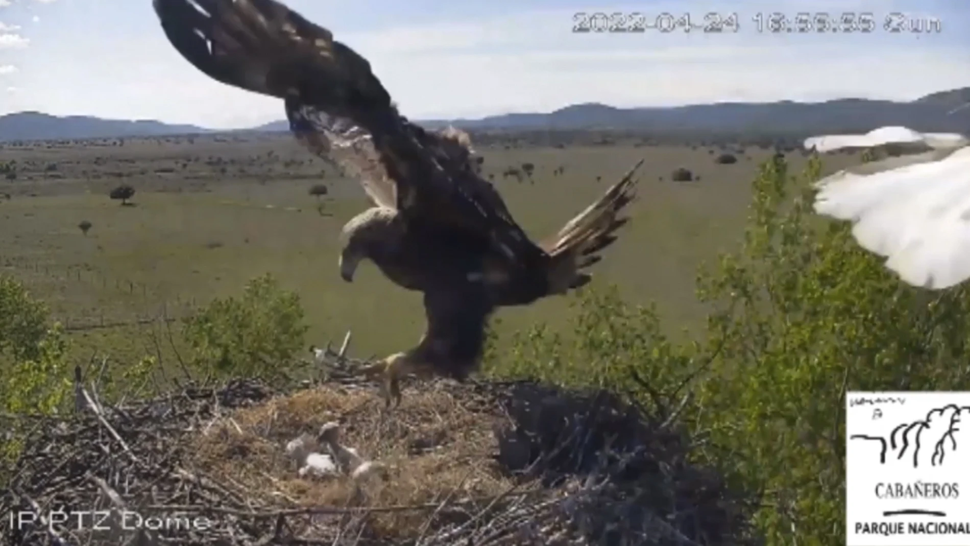 Las insólitas imágenes de un águila real atacando un nido de cigüeñas en el Parque Nacional de Cabañeros