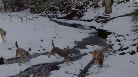 'Rumanía salvaje' es un viaje que va desde abruptas crestas hasta profundos lagos volcánicos o poderosos ríos