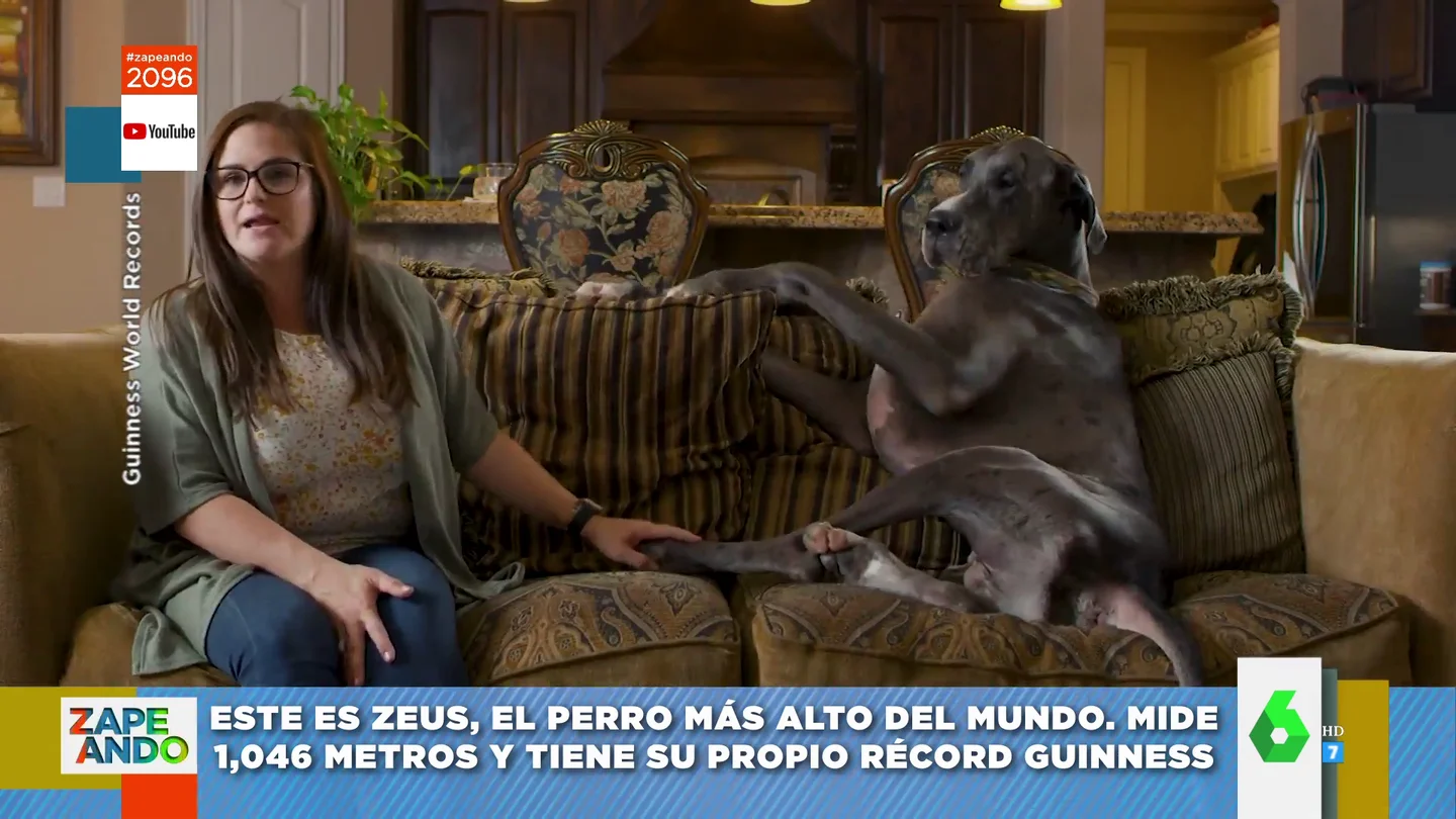 perro perro