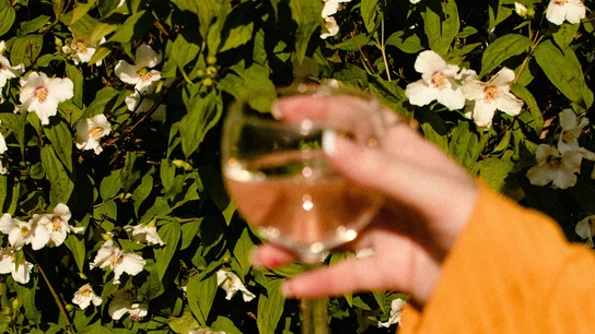 Qué flores y plantas son mejores para terrazas con mucho sol Qué flores y plantas son mejores para terrazas con mucho sol