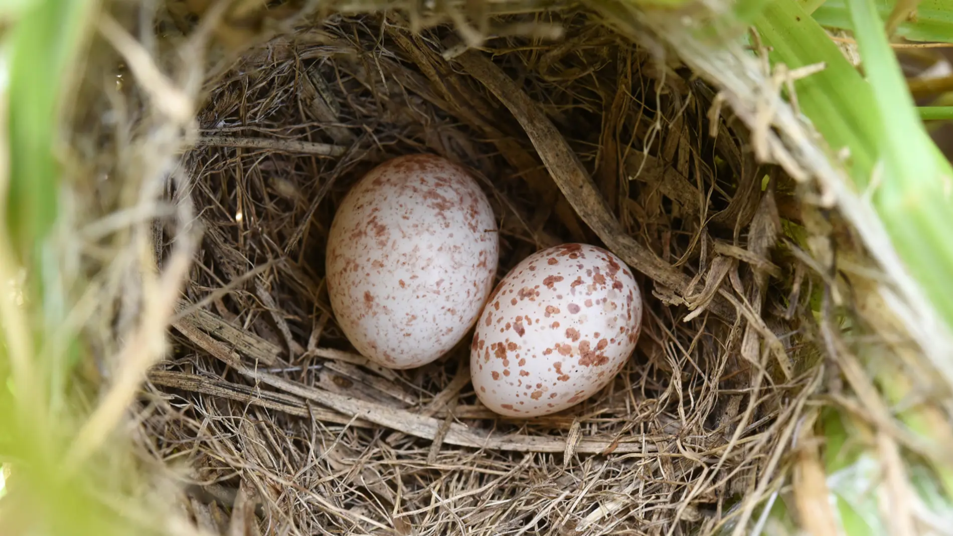 Huevos