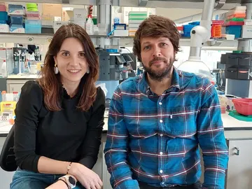 Describen los mecanismos neuronales responsables de los antojos en el embarazo Describen los mecanismos neuronales responsables de los antojos en el embarazo