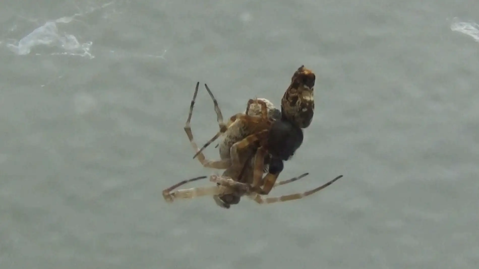 Dos arañas de la especie Philoponella prominens apareándose