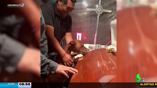 perro funeral perro funeral