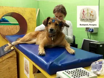 Perro Perro