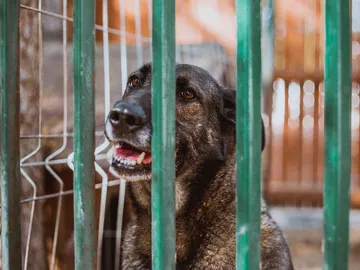 Perro en un refugio Perro en un refugio