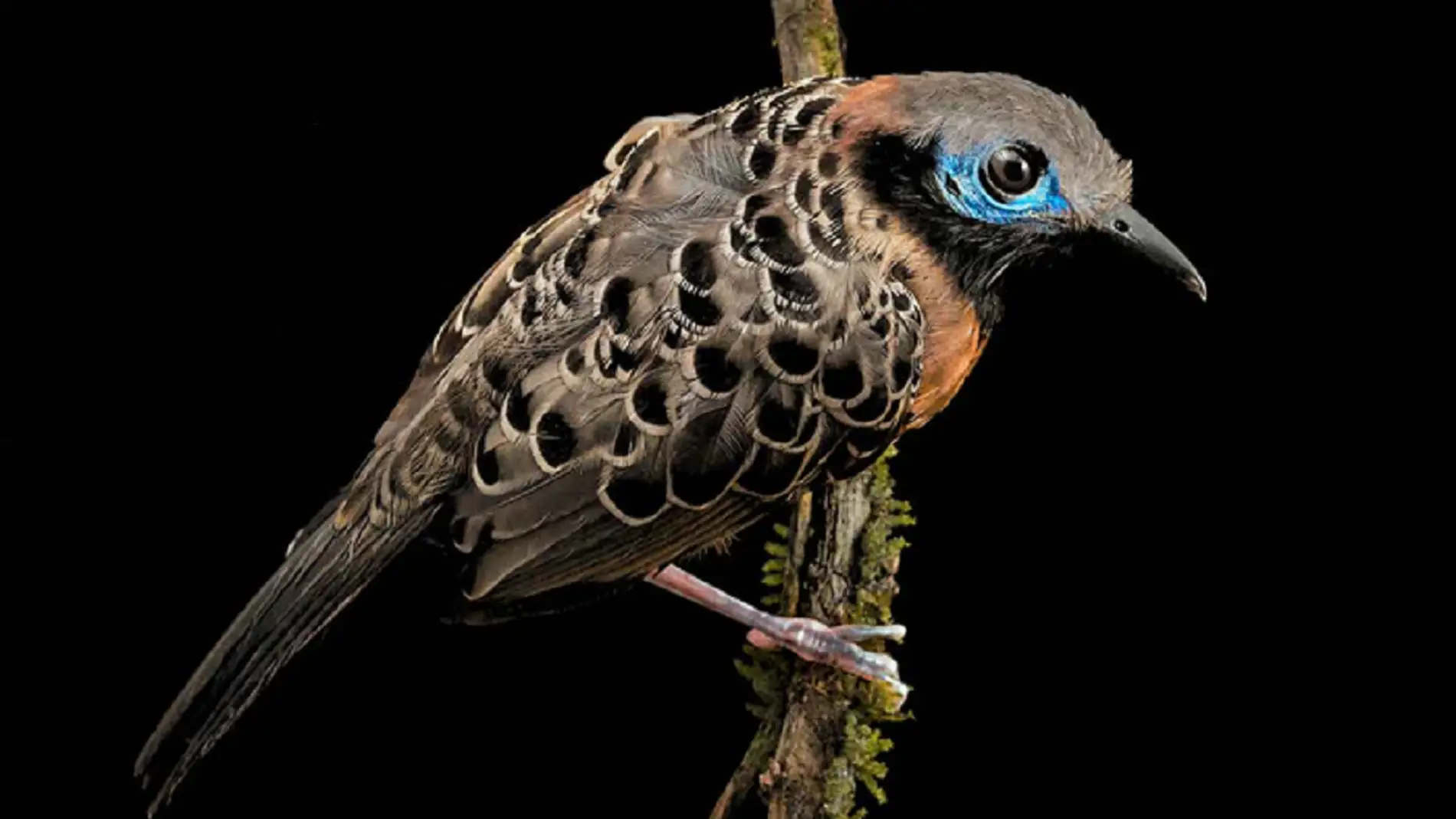 Un pájaro del trópico panameño