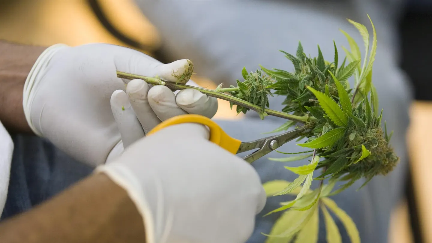 Un horticultor corta las hojas de una planta medicinal de marihuana. Un horticultor corta las hojas de una planta medicinal de marihuana.