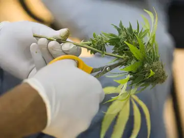 Un horticultor corta las hojas de una planta medicinal de marihuana.