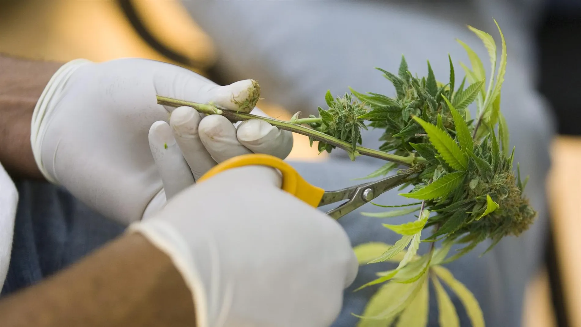 Un horticultor corta las hojas de una planta medicinal de marihuana.