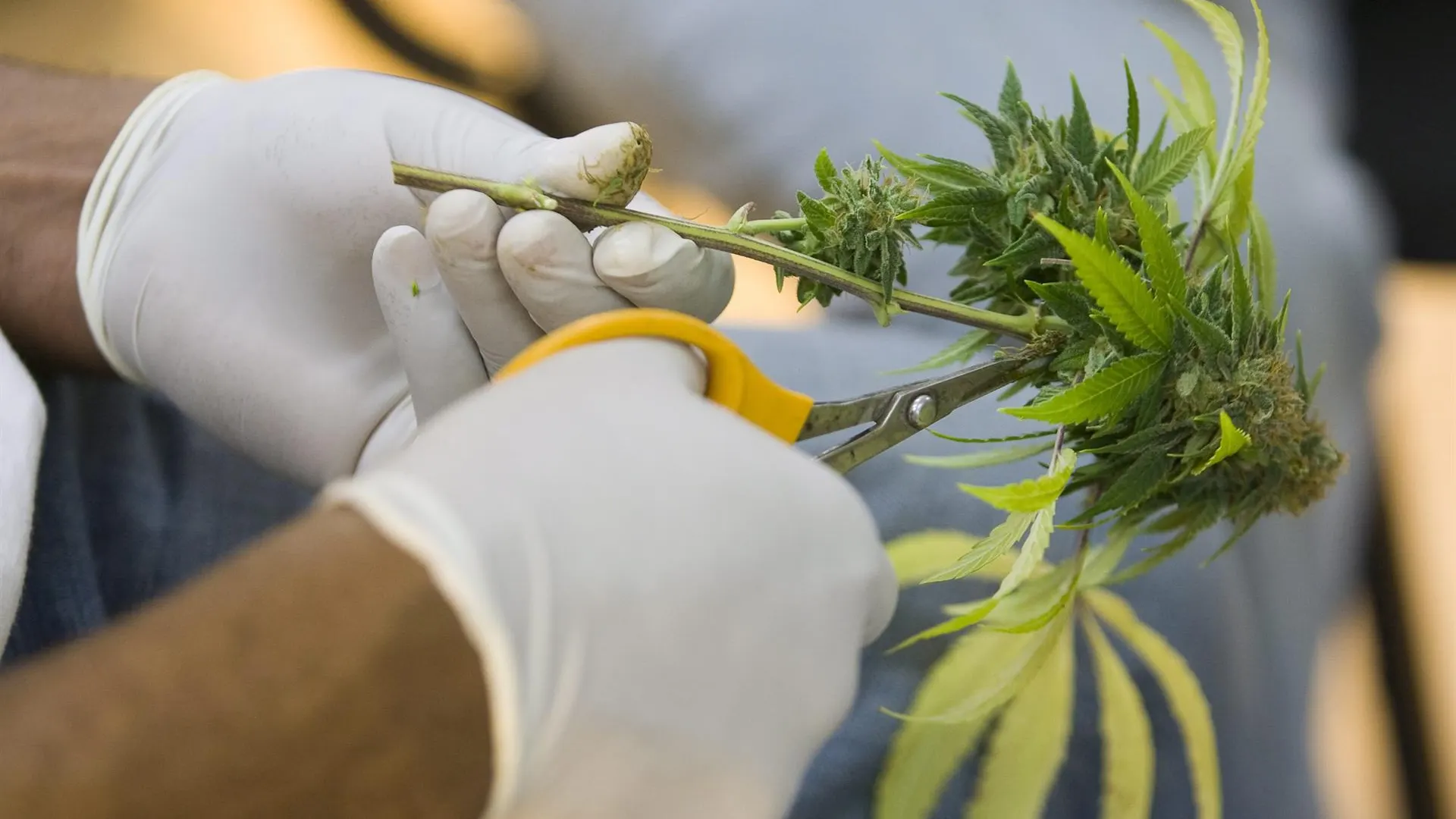 Un horticultor corta las hojas de una planta medicinal de marihuana.