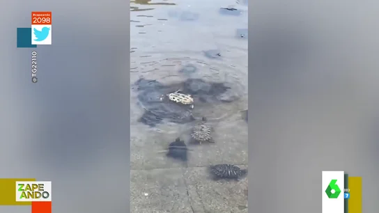 tortuga tortuga