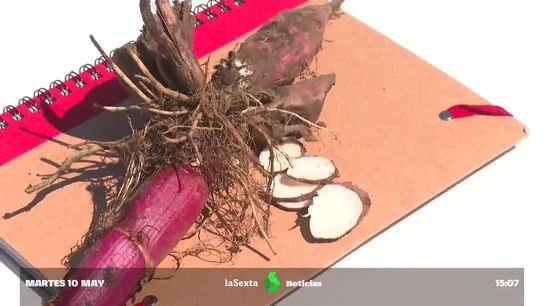 Alerta por el nabo del diablo: una planta letal que crece en zonas húmedas Frecuente en Galicia y Asturias