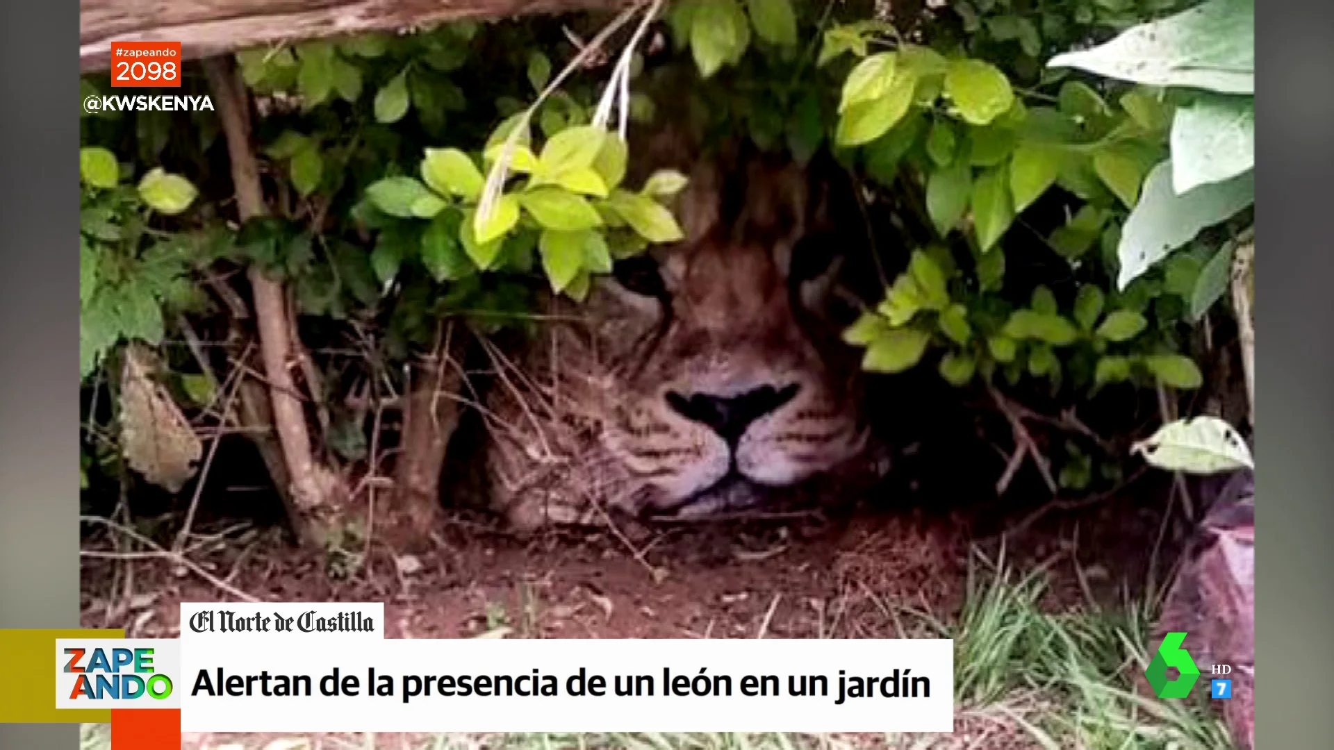 La confusión viral de unos vecinos: denuncian la presencia de un león en su jardín y resulta ser una bolsa de supermercado 