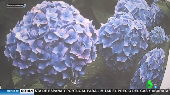 plantas plantas