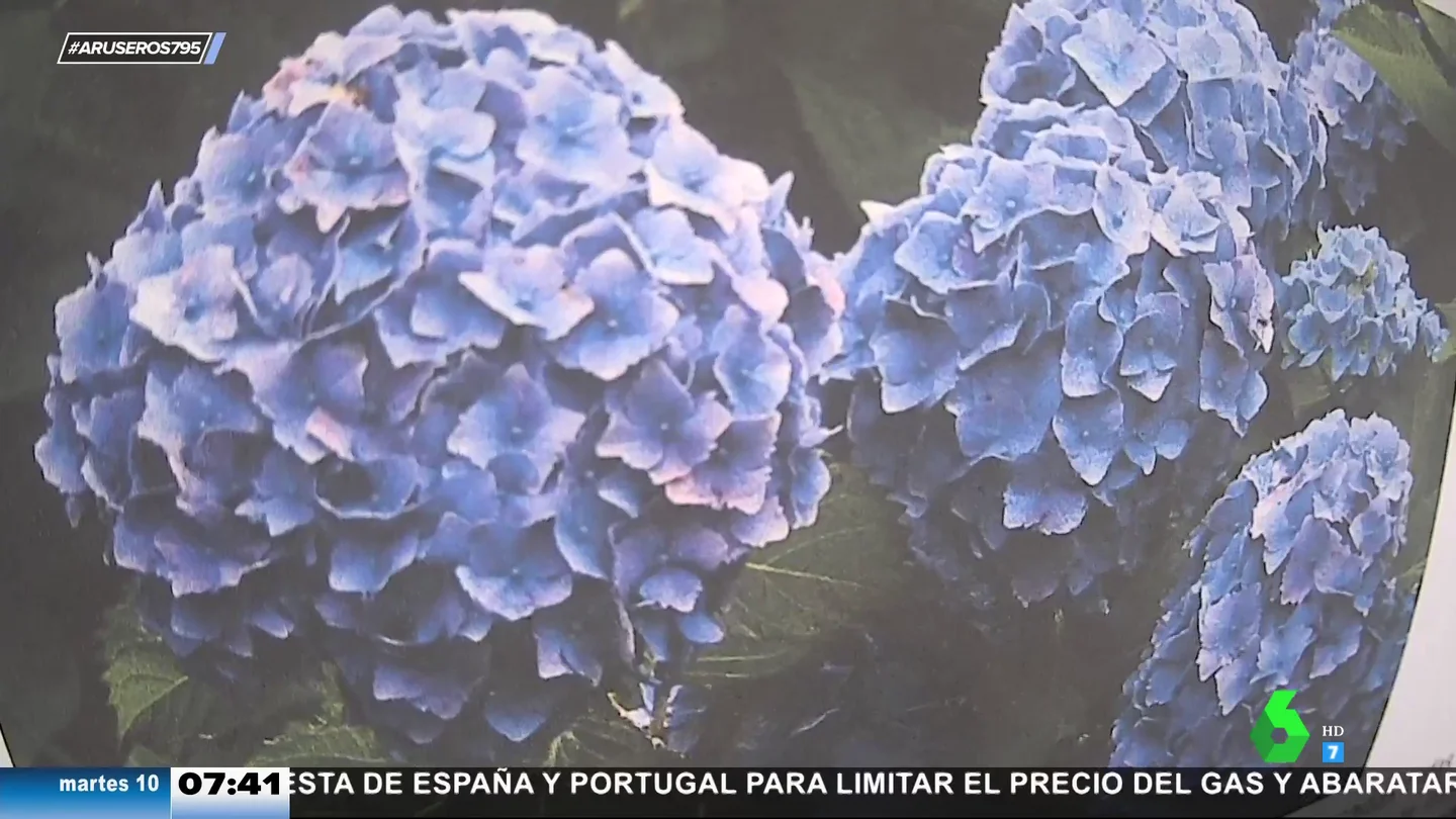 plantas plantas