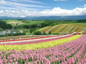 Glicinias, girasoles, lavanda… Así es la floración japonesa tras la Sakura Glicinias, girasoles, lavanda… Así es la floración japonesa tras la Sakura