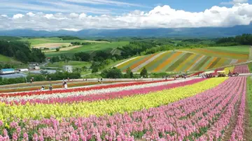 Glicinias, girasoles, lavanda… Así es la floración japonesa tras la Sakura