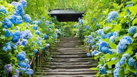 Hortensias