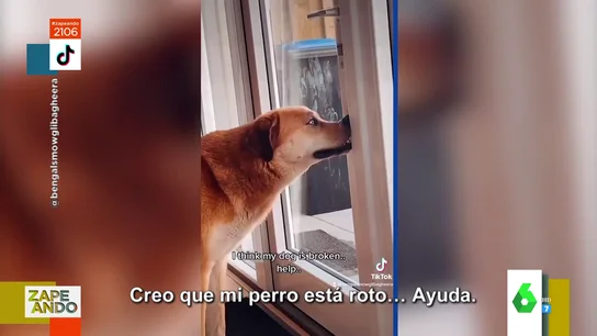 pose perro pose perro