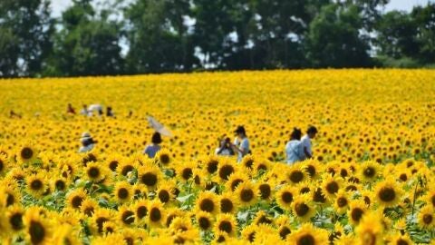 Girasoles