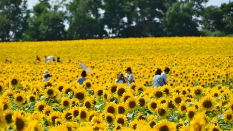 Girasoles Girasoles