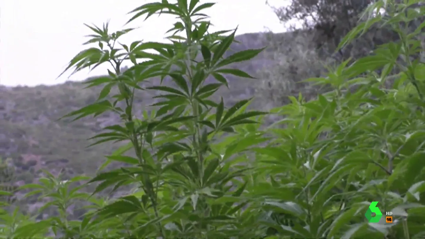 Gana 4.000 euros al mes cultivando marihuana: Equipo de Investigación graba la plantación de un agricultor en Marruecos Gana 4.000 euros al mes cultivando marihuana: Equipo de Investigación graba la plantación de un agricultor en Marruecos