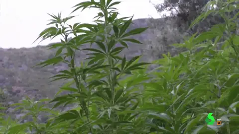 Gana 4.000 euros al mes cultivando marihuana: Equipo de Investigación graba la plantación de un agricultor en Marruecos Gana 4.000 euros al mes cultivando marihuana: Equipo de Investigación graba la plantación de un agricultor en Marruecos
