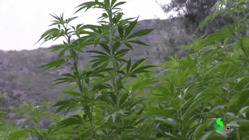 Gana 4.000 euros al mes cultivando marihuana: Equipo de Investigación graba la plantación de un agricultor en Marruecos