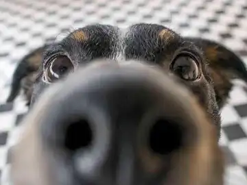 perro mirando a la cámara perro mirando a la cámara