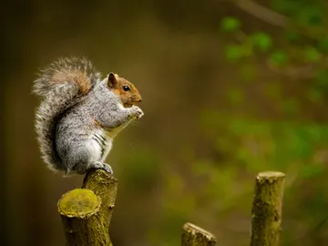 Ardilla Ardilla