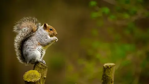 Ardilla Ardilla
