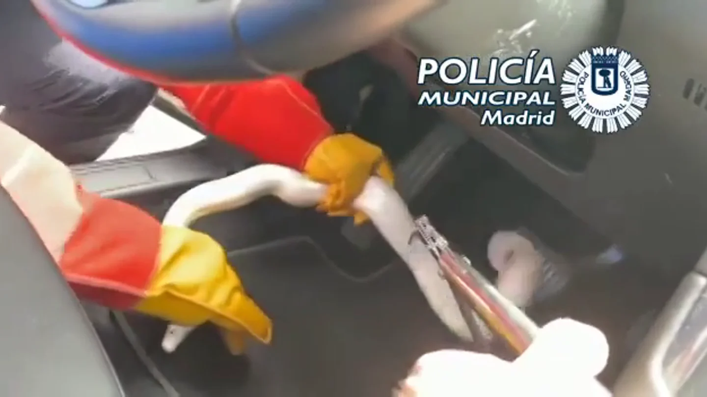 Encuentran una pitón albina en un VTC Encuentran una pitón albina en un VTC