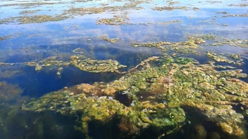 Algas en San Javier en abril de 2022